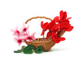 Cyclamen flowers in the basket