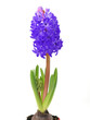 Blue hyacinth