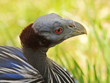 Portrait of vulturine gineafowl on IUCN RED LIST