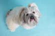 Lhasa apso dog