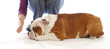 obedience training