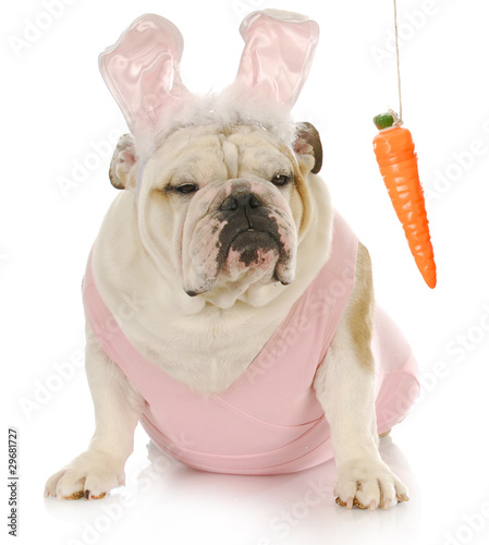 Photo: easter dog easter dog
