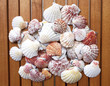 sea  shells and clams on wood stripes closeup