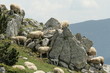 Photo en ligne au meilleur prix Troupeau de mouton,Pyr�n�es ari�geoises