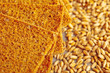 Rye crispbread with grains of wheat, healthy food
