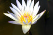 White water lily