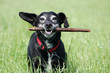 Alter Hund mit Stock