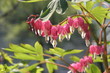 lamprocapnos spectabilis