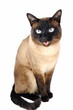 katze