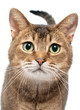 Photo en ligne au meilleur prix Cat in studio with curiosity looks