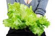 Lettuce in a hand isolated on the white background Lettuce in a hand isolated on the white background