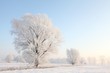 Foto: Frosty winter willow against the blue sky at dawn Frosty winter willow against the blue sky at dawn