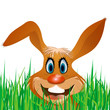 hase im gras