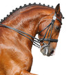 Photographie : Dressage: head of bay horse