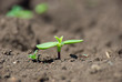 Young green sprout making the way from soil Young green sprout making the way from soil