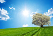 Spring landscape with a green field and a blossoming tree Spring landscape with a green field and a blossoming tree