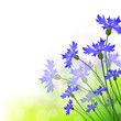 cornflowers