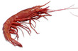 Single king prawn or shrimp