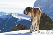 Bernhardiner in den Alpen