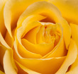 Gelbe Rose Gelbe Rose