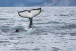 killer whale tail