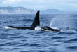 group of killer whales in the wild