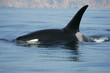 killer whale male