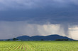 Storm over corn field