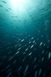 Photo: Fusiliers (caesio suevica) in the Red Sea. Fusiliers (caesio suevica) in the Red Sea.