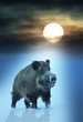 Wildschwein (2)