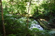 Torrent of the pinewood