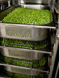 frozen peas in the steamer frozen peas in the steamer