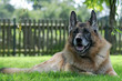 Alter Schäferhund