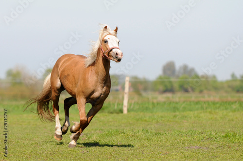Foto: Rennendes Pferd Rennendes Pferd