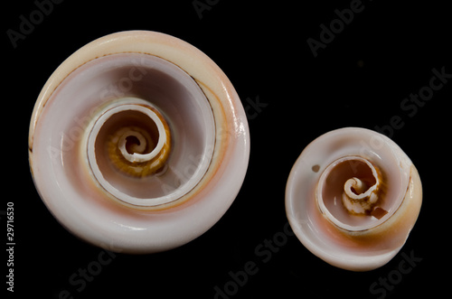 Photo: aufgeschnittene Schneckenhäuser, Schmuck aufgeschnittene Schneckenhäuser, Schmuck