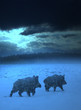 Wildschwein (1)