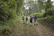 Climbing Kilimankaro - path through the Rain Forest Climbing Kilimankaro - path through the Rain Forest