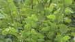 Feuilles de noisetier