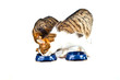 two cats have their meal