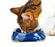 cat has her meal