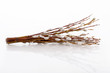 Pussy willow