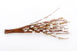 Pussy willow