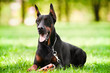 Black doberman pinscher