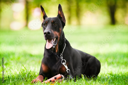 Photo: Black doberman pinscher Black doberman pinscher