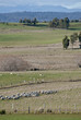 Flock of recently sheared sheep in pasture