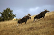 Bull cow and moose calf in the Cypress Hills Park Bull cow and moose calf in the Cypress Hills Park