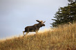 Bull moose in the Cypress Hills Park Bull moose in the Cypress Hills Park