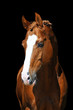golden horse isolated on black