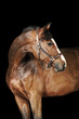bay horse in the dark