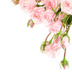 Photo en ligne au meilleur prix Fresh roses border